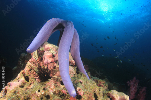 Foto Starfish spawning