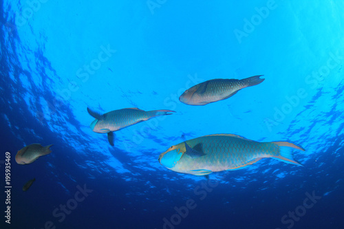 Parrotfish fish school underwater coral reef