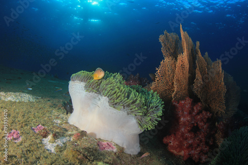 Clownfish anemonefish. Fish on underwater coral reef