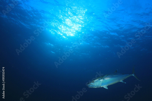 Tuna fish © Richard Carey