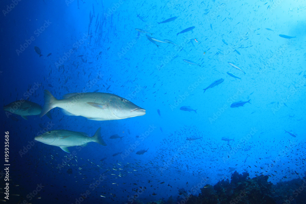 Fish on coral reef underwater Fish on coral reef underwater