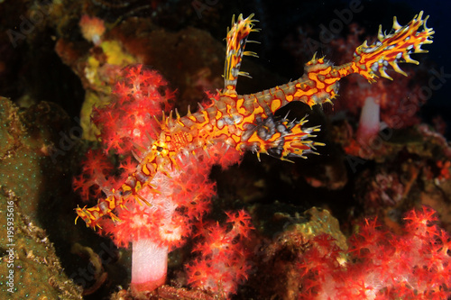 Ornate Ghost Pipefish fish on coral reef