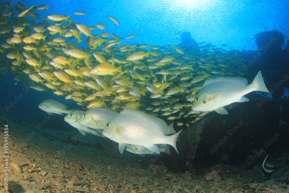 Fototapeta premium Fish on coral reef underwater