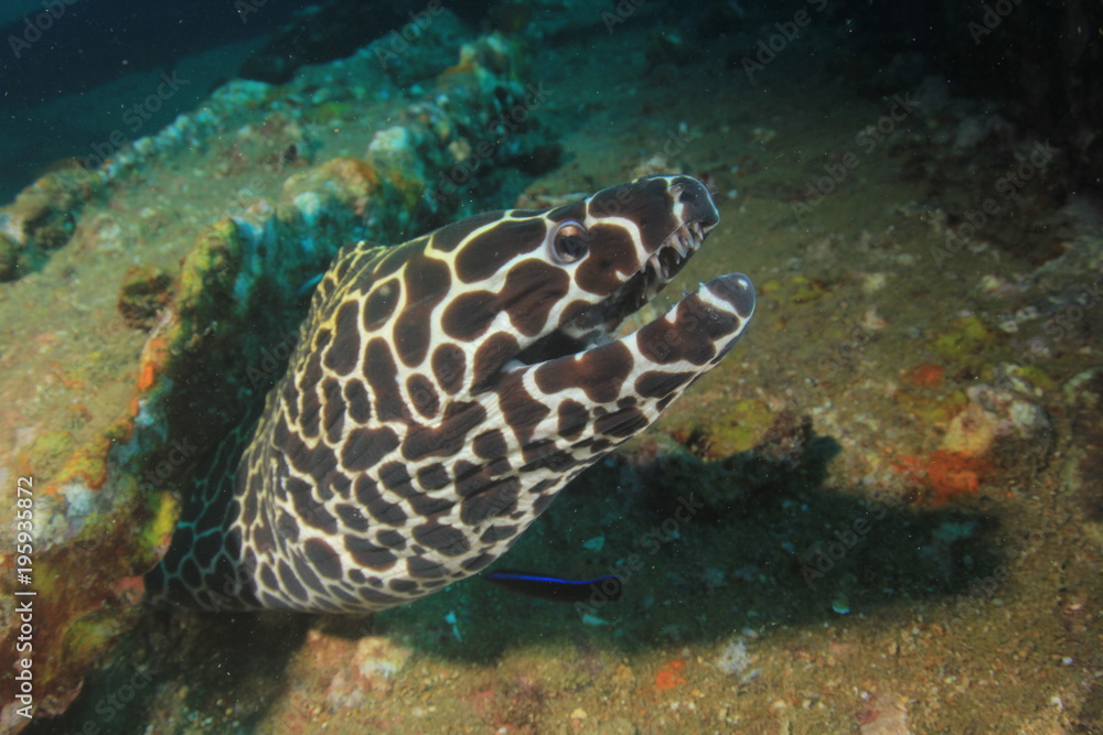 Fototapeta premium Honeycomb Moray Eel