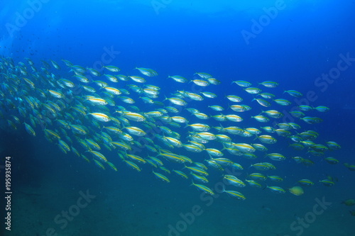 Fish school in ocean