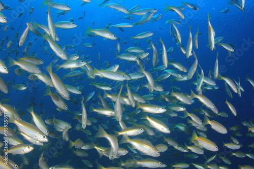 Fish school in ocean © Richard Carey