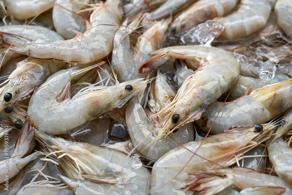 Many shrimps on market