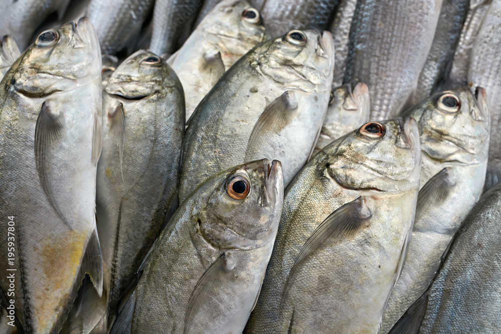 Obraz premium Fresh fishes on market