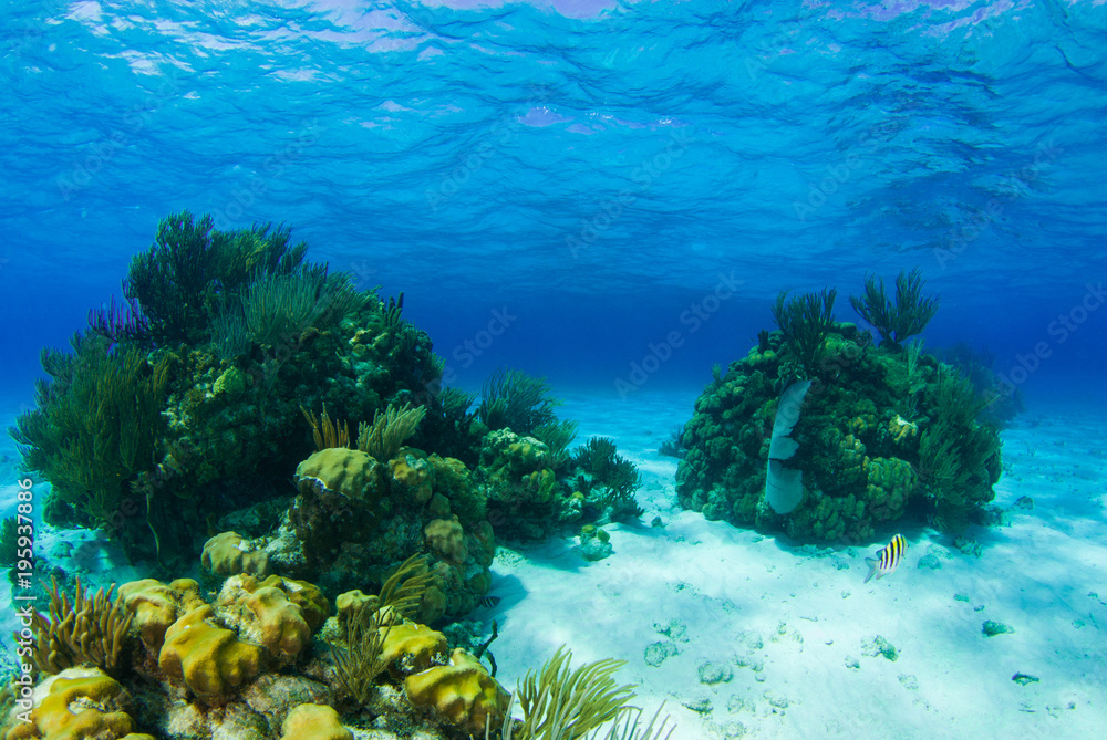 Fototapeta premium Beautiful coral structures that thrive in the warm tropical waters are home to an abundance of marine life. The perfect combination of the surrounding environment make the ecosystem blossom 