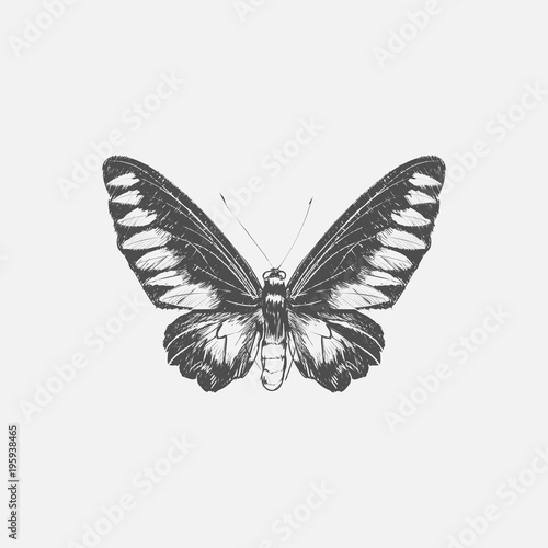 Hand drawn butterfly isolated on background