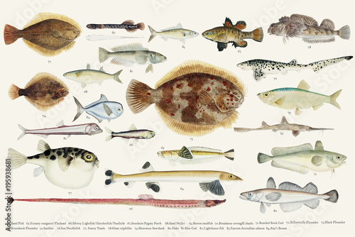 Photography Colored illustration of fish drawing collection
