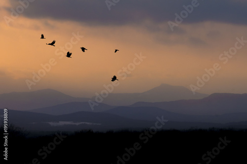 Flight of crows at sunset