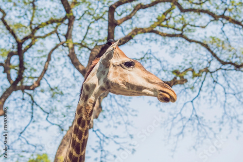 giraffe eating from a tree in a gorgeous landscape in Africa photo