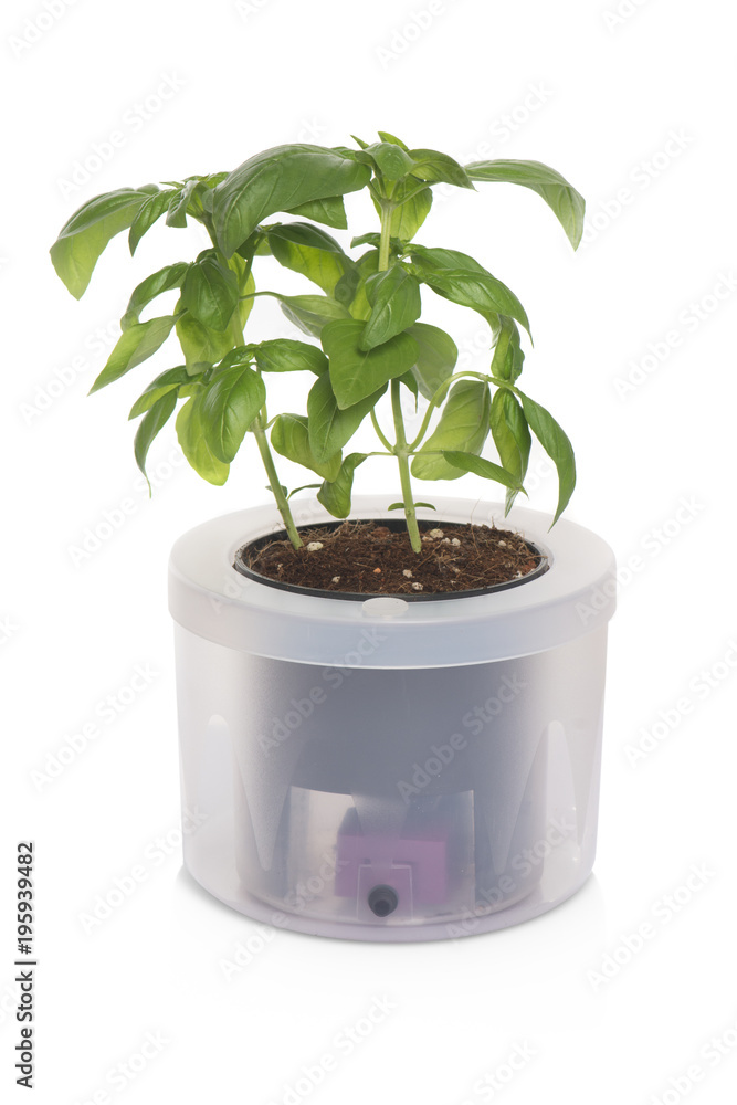 basil in pot basil in pot