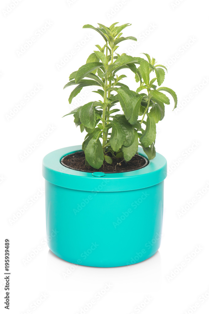 Obraz premium sage in pot