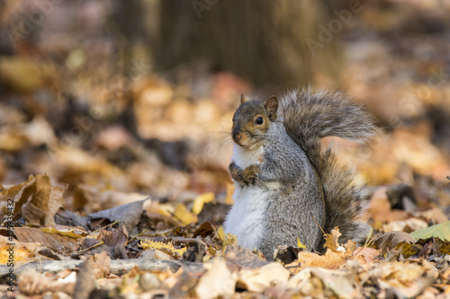 Funny grey squirrel in autumn