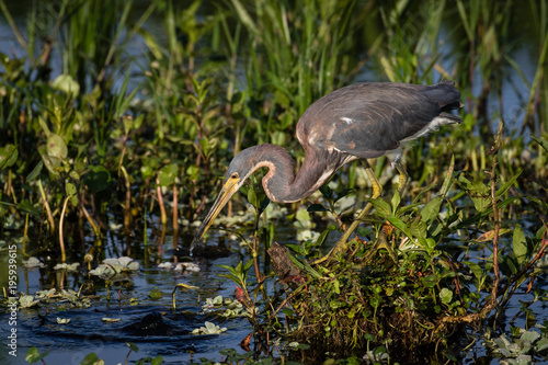 Tri-colored heron hunting for a meal at the edge of the marsh surrounded by flora