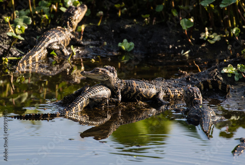 Hatchling american alligators sunning on a fallen tree branch in the marsh water