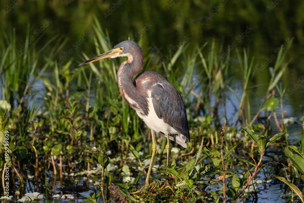 Tri-colored heron at the water's edge surrounded by marsh flora