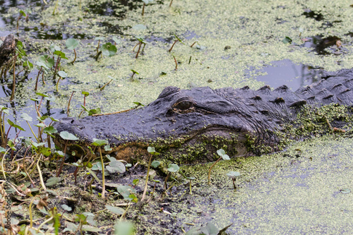 American alligator relaxing at the lake's shore