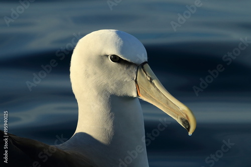 Salvin's Albatross at sea New Zealand photo