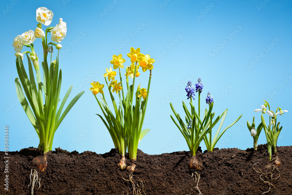 flowers on fertile soil flowers on fertile soil