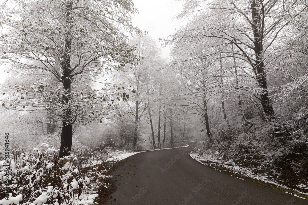 Fototapeta premium A Road in White Forest, Mazandaran, Iran