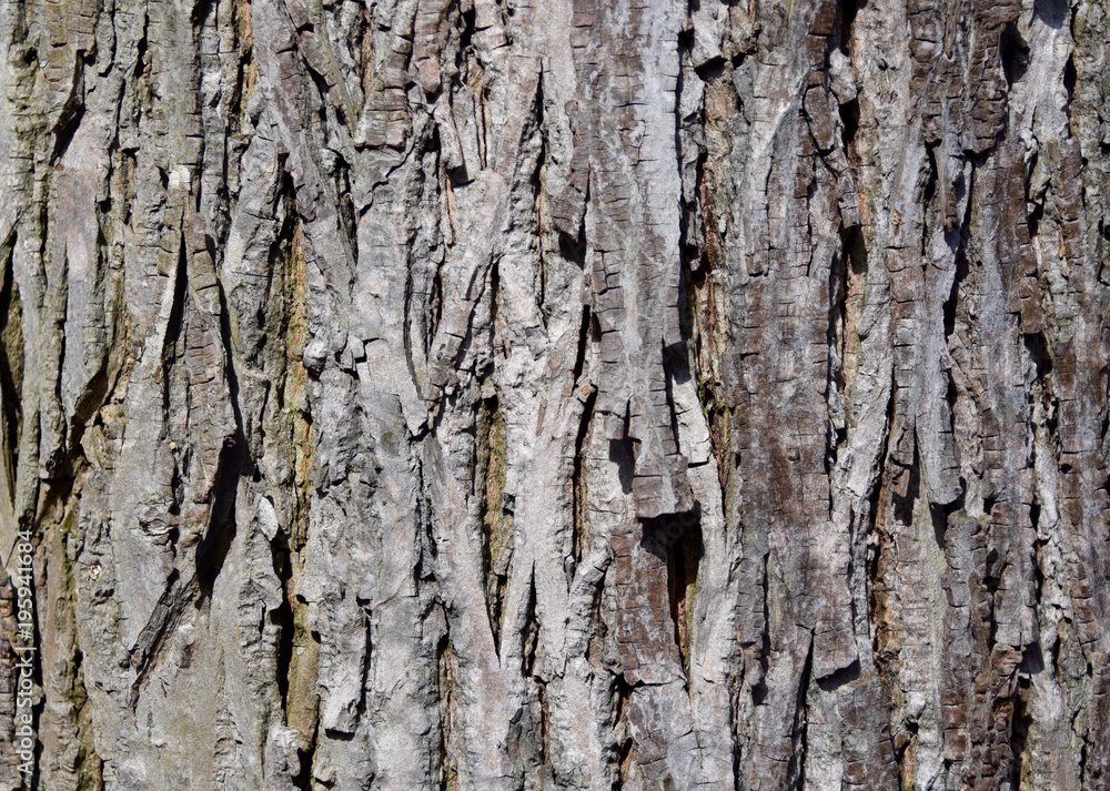 Scaly texture of a shagbark hickory tree trunk bark Scaly texture of a shagbark hickory tree trunk bark