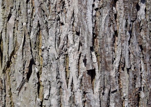 Scaly texture of a shagbark hickory tree trunk bark