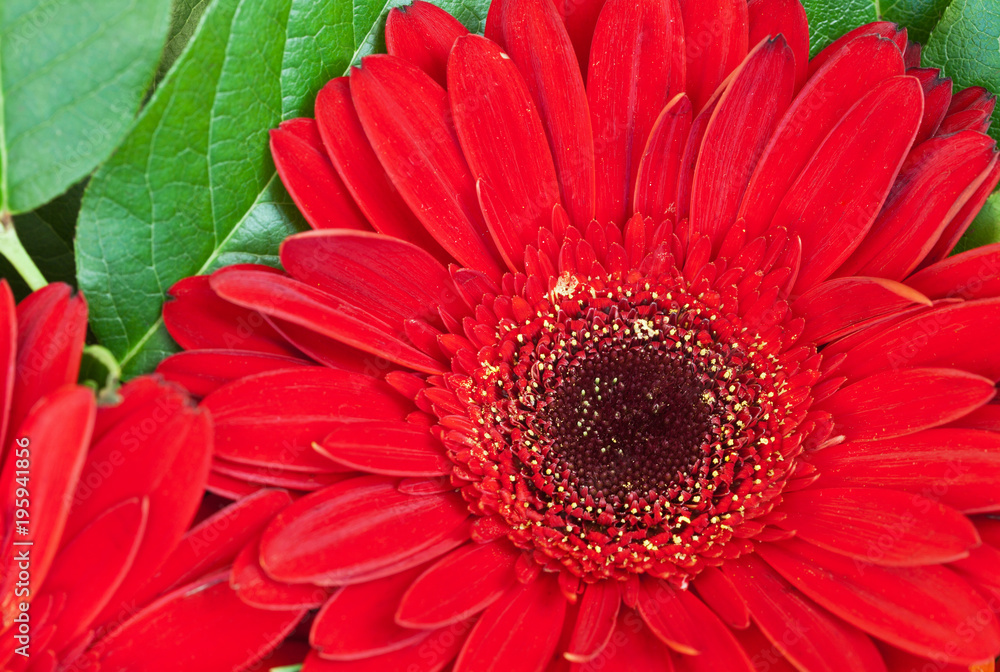 Bright red polypetalous flower gerbera close-up. Floral background