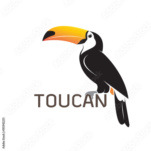 Vector of toucan bird design. Wild Animals.