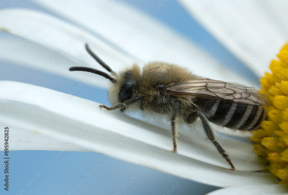 Plasterer bee, Colletes on oxeye daisy Plasterer bee, Colletes on oxeye daisy