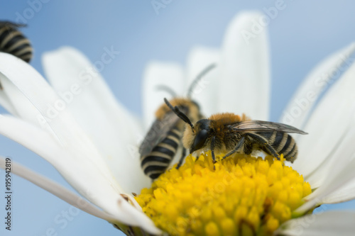 Plasterer bees, Colletes on oxeye daisy