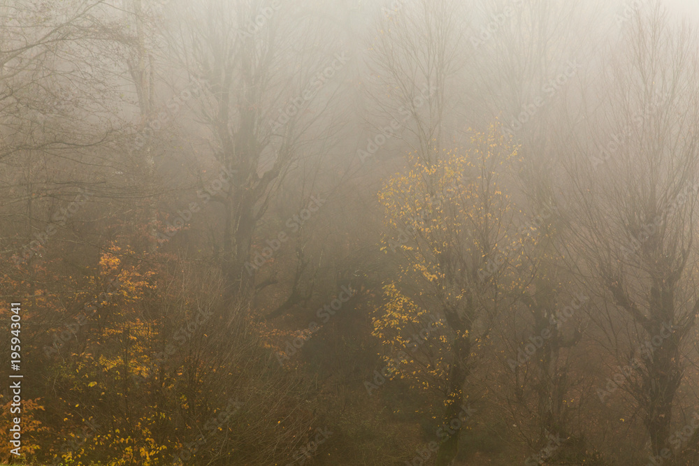 Fototapeta premium Autumn Fog in Filband, Mazandaran, Iran