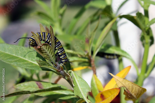Monarch Caterpillar Eating Narrowleaf Milkweed in Southern California Garden
