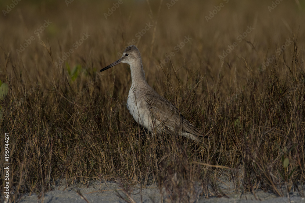 Willet exploring the reed and sea grass along the shore of the beach shore Willet exploring the reed and sea grass along the shore of the beach shore