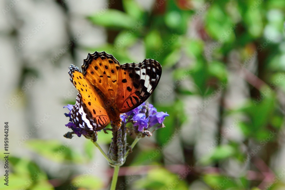 Butterfly from the Taiwan (Argyreus hyperbius) Parked on lavender, Feige leopard butterfly (female). Butterfly from the Taiwan (Argyreus hyperbius) Parked on lavender, Feige leopard butterfly (female).