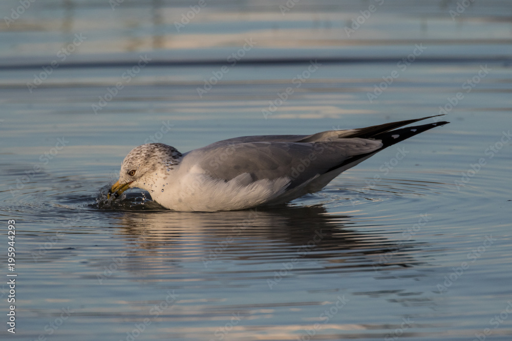 Bathing herring gull in the shallow water of the lagoon