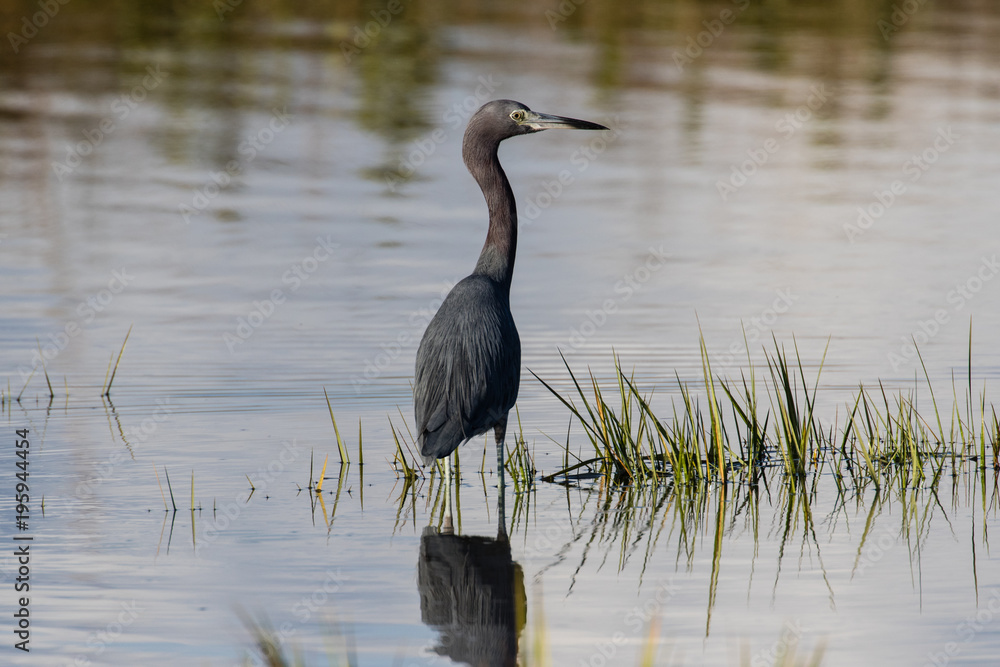 Little blue heron posing along the lagoon shore Little blue heron posing along the lagoon shore