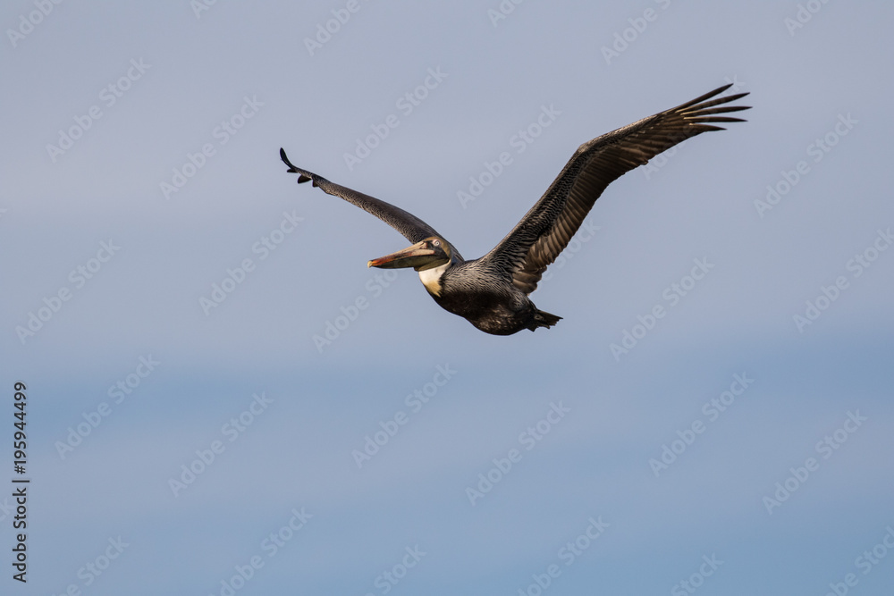 Brown pelican in flight against a blue sky Brown pelican in flight against a blue sky