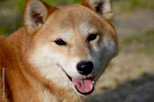 Fototapeta Naklejka Na Ścianę i Meble -  柴犬・笑顔