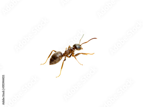 Ant Insect Macro Isolated on White