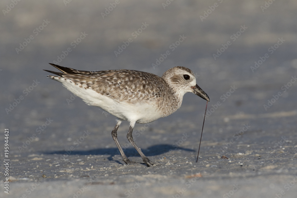 Grey plover finding a meal along the lagoon shore Grey plover finding a meal along the lagoon shore