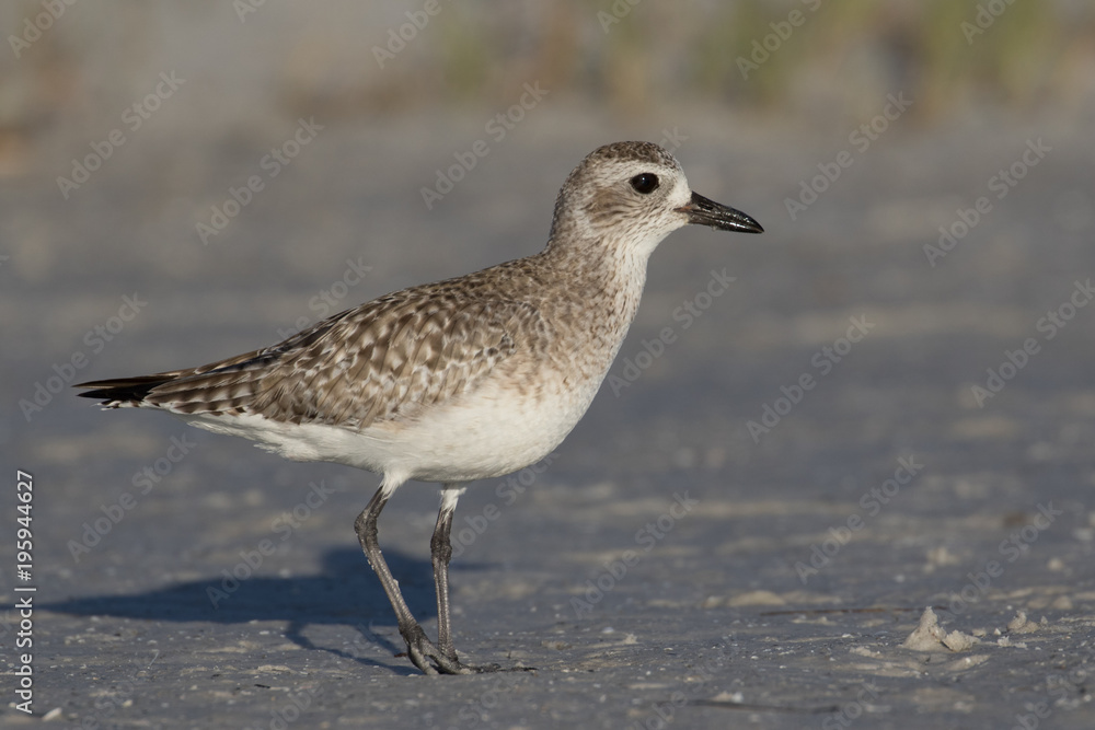 Grey plover finding a meal along the lagoon shore Grey plover finding a meal along the lagoon shore