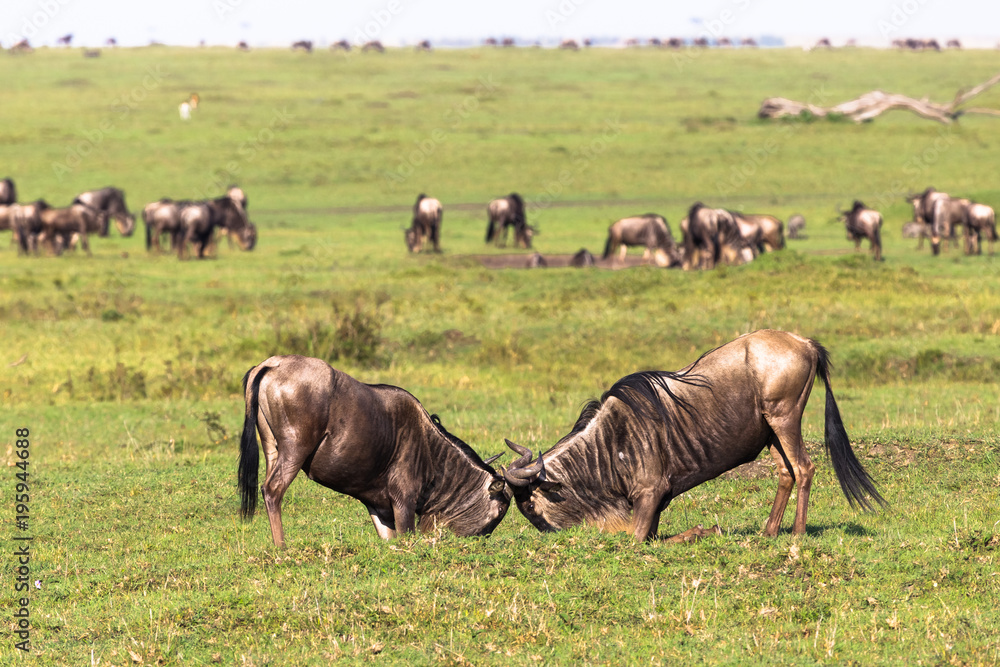Duel of two wildebeest male. Savanna of Masai Mara. Kenya, Africa Duel of two wildebeest male. Savanna of Masai Mara. Kenya, Africa