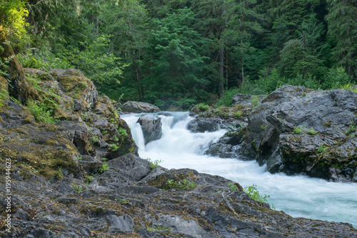 Olympic Peninsula Rain Forest