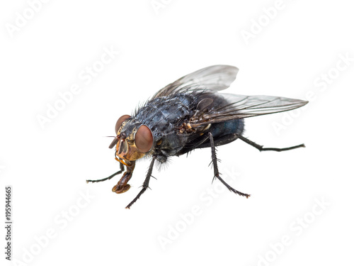 Ugly Diptera Fly Insect Isolated on White Background
