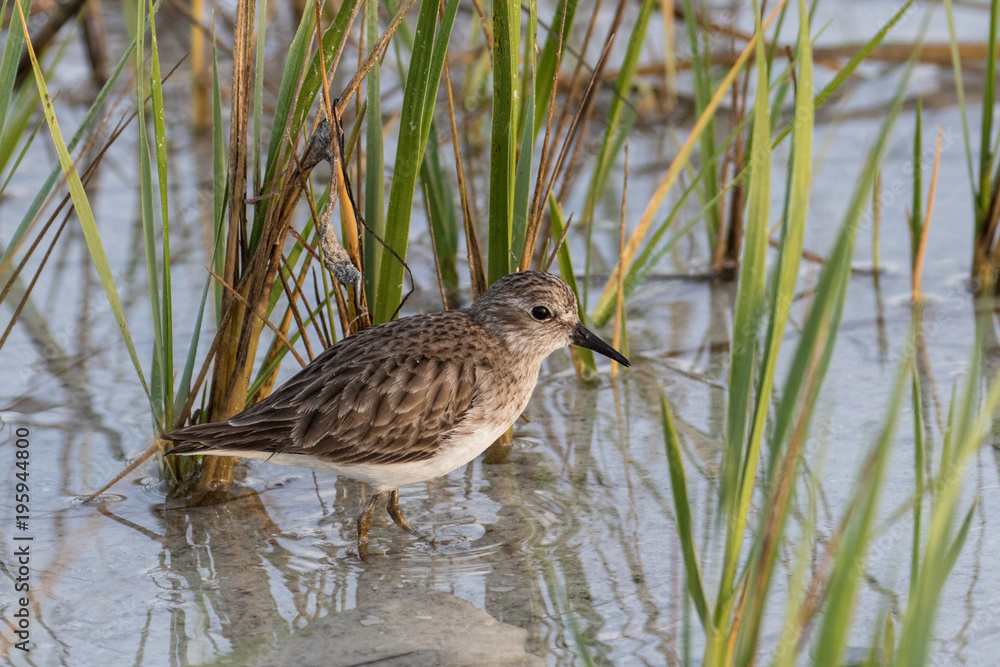Fototapeta premium Sanderling exploring the shallow waters, hidden by the sea grass