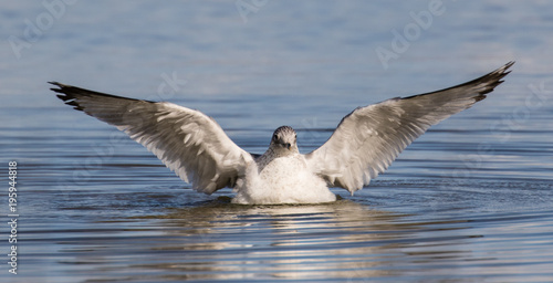 Bathing herring gull
