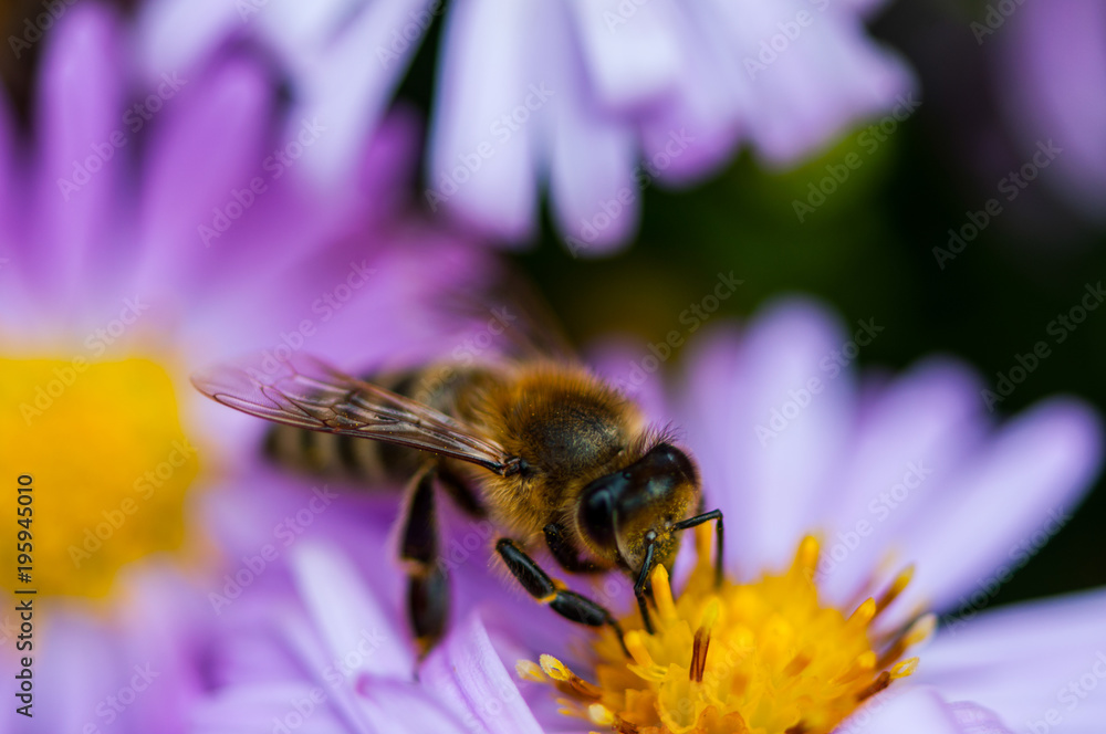Bee on the purple diasy Bee on the purple diasy
